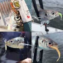 Daiwa Gekkabijin Ajing Beam Kiwami 5cm Lrf Silikon Yem Sesame Salt White Bait
